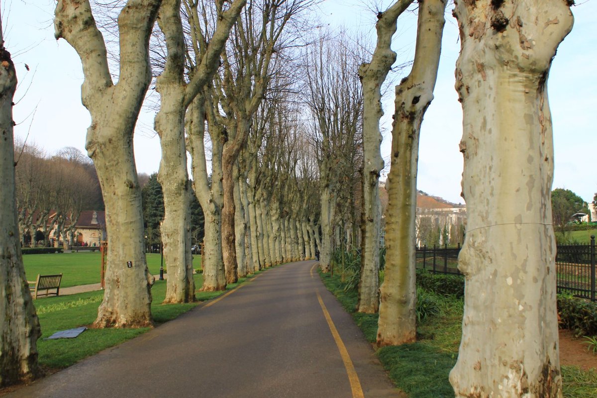 Paseo arbolado en Mendizorrotza, Vitoria-Gasteiz — alquiler de pisos en Mendizorrotza